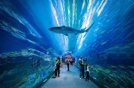 Dubai Aquarium, Дубай, ОАЭ