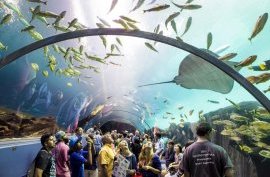 The Georgia Aquarium, Атланта, США